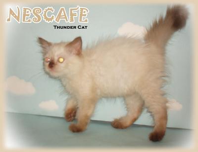 Nescafe - Ragdoll Cat