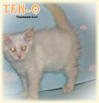 Teh-o (Flame Point) - Ragdoll Cat