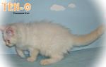 Teh-o (Flame Point) - Ragdoll Cat