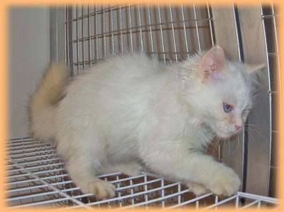 Teh-o (Flame Point) - Ragdoll Cat