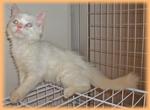 Teh-o (Flame Point) - Ragdoll Cat