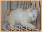 Teh-o (Flame Point) - Ragdoll Cat