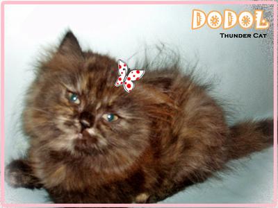 Dodol - Persian Cat