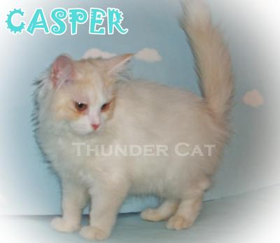 Casper - Persian Cat