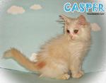 Casper - Persian Cat