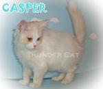 Casper - Persian Cat