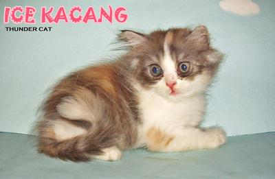 Ice Kacang - Persian Cat