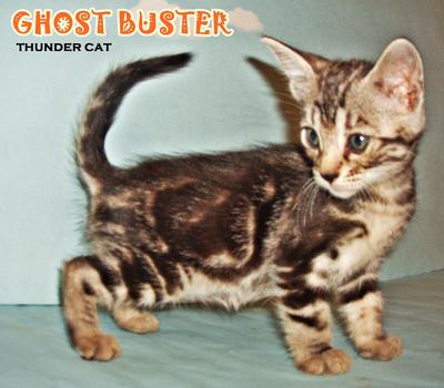 Ghost Buster - Bengal Cat