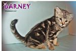 Barney - Bengal Cat