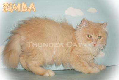 Simba (Short Tail) - Ragamuffin Cat