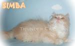 Simba (Short Tail) - Ragamuffin Cat