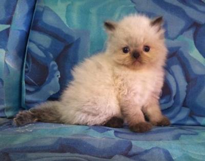 Brownies - Persian + Himalayan Cat