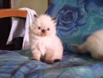 Brownies - Persian + Himalayan Cat