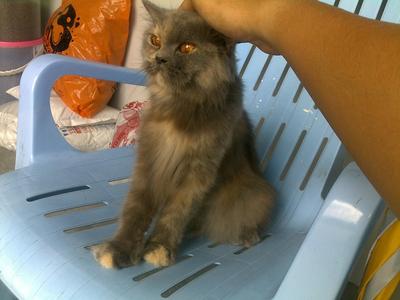 Bee Bee - British Shorthair + Persian Cat