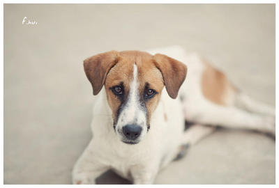 Lucky - Mixed Breed Dog