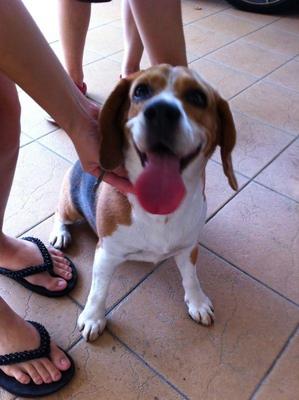 Unknown - Beagle Dog