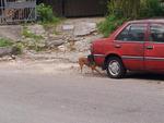 most the time she sleep and hide under the car