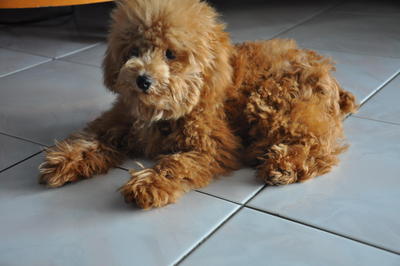 Lucky Ong - Poodle Dog