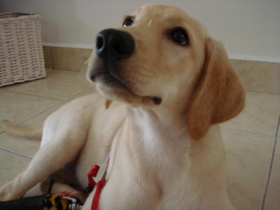 Ginger - Labrador Retriever Dog