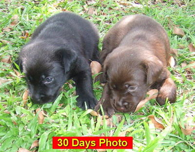 Labrador Retriever - Labrador Retriever Dog