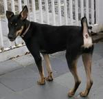 Cj - Australian Kelpie Mix Dog