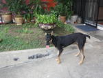 Cj - Australian Kelpie Mix Dog