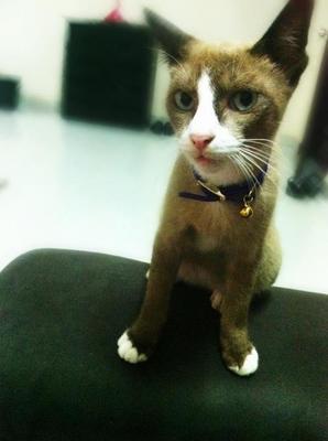 Choco - Domestic Short Hair Cat