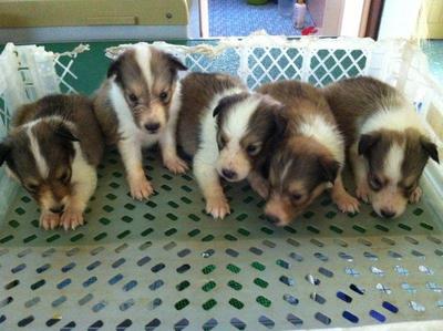 Shetland Sheepdog - Shetland Sheepdog Dog