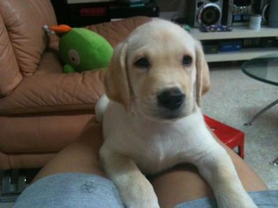 Snowie - Labrador Retriever Dog