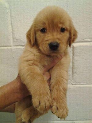 Golden Retriever Imported Lineage  - Golden Retriever Dog