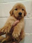 Golden Retriever Imported Lineage  - Golden Retriever Dog