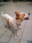 PF35408 - Jack Russell Terrier + Spitz Dog