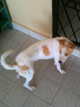 PF35408 - Jack Russell Terrier + Spitz Dog