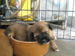 D1 loves to sit in the mummy dog's bowl for a snooze.