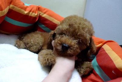 Red Toy Poodle With Cert - Poodle Dog