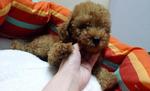 Red Toy Poodle With Cert - Poodle Dog
