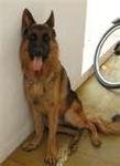 mother ( GSD)