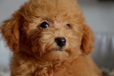 Toy Poodle - Brown Teddy Bear Look - Poodle Dog