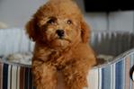 Toy Poodle - Brown Teddy Bear Look - Poodle Dog