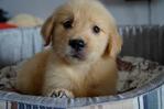 Golden Retriever - Champ Line - Golden Retriever Dog