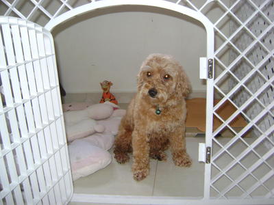 Luis - Poodle Dog