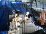We are Charlie Angels,pl give us a home