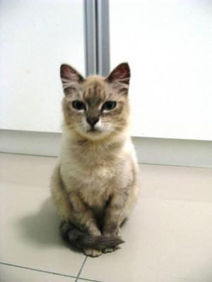 Bouncy - Oriental Long Hair Cat