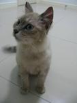 Bouncy - Oriental Long Hair Cat