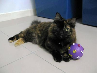 1 Eye - Oriental Long Hair Cat