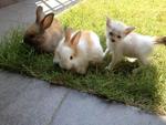 Mowing the lawn with guest star - Mr.White (rescued kitten)