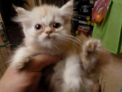 Teacup Garfieldie - Persian Cat