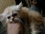 Teacup Garfieldie - Persian Cat