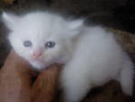 Snowy  - Persian Cat