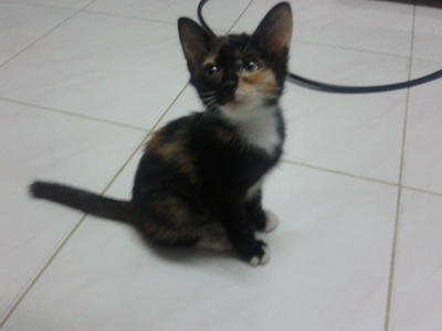 Unnamed Tortoishell - Domestic Short Hair Cat